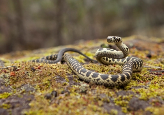 A survey of the broad-headed snake will be conducted following the 2019/2020 bushfires. Image: Jonathan Webb.