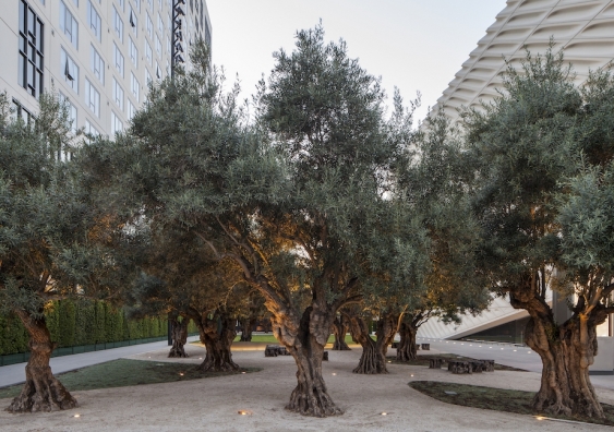 Century-old olive trees in Broad Museum Plaza, Los Angeles, CA. Photo: Hood Design Studio.