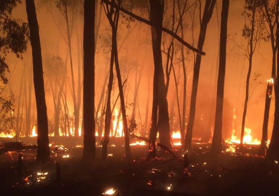 Recent bushfires have devastated large areas of land across Australia.