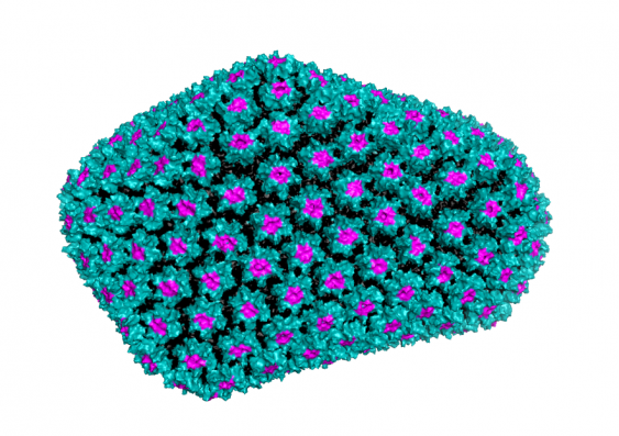 Inositol hexakisphosphate fits into the pore structures (pink) of the HIV capsid (teal), and makes the makes the capsid stronger, protecting the genetic material inside.