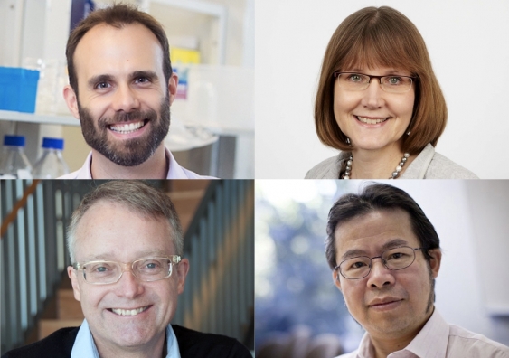 Four UNSW cancer researchers (Dr Thomas Cox, Associate Professor Maija Kohonen-Corish, Professor Christopher Ormandy and Associate Professor Tao Liu) have received support in the latest round of funding from the Cancer Council NSW.