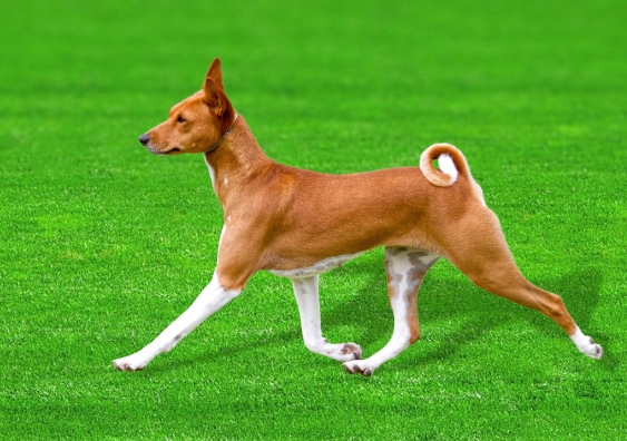 The DNA sequence of a Basenji named 'China' (pictured) could have a big impact on the understanding of dog evolution, domestication and canine genetic diseases. Photo: Jon Curby.