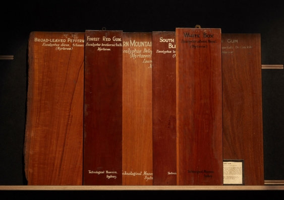 Collection of timber samples from the Powerhouse Museum’s historic collection, 1886-1932. Photo: Zan Wimberley.