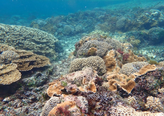 Warming ocean temperatures are linked to an increase in coral disease prevalence. Photo: Man Lim Ho.