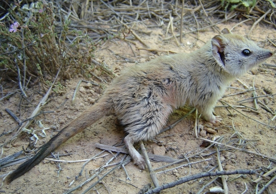 The Crest-tailed Mulgara was once widely distributed across sandy deserts in inland Australia. Photo: Reece Pedler