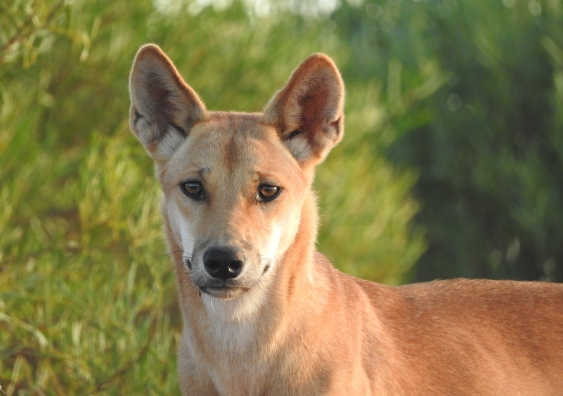 A growth spurt: dingoes have been getting bigger since the introduction of 1080 poison baiting. Photo: Peter Contos.