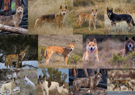 Genetically pure dingoes come in a range of colours, including brindle, black and tan, patchy or sable. Image: Supplied.