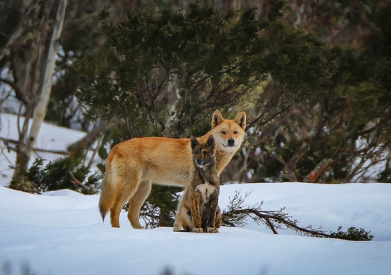 One in four wild canids from almost 800 samples across north-eastern NSW were pure dingoes. Photo: Michelle J Photography