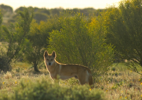 A dingo in outback Australia. Image: Anna Normyle