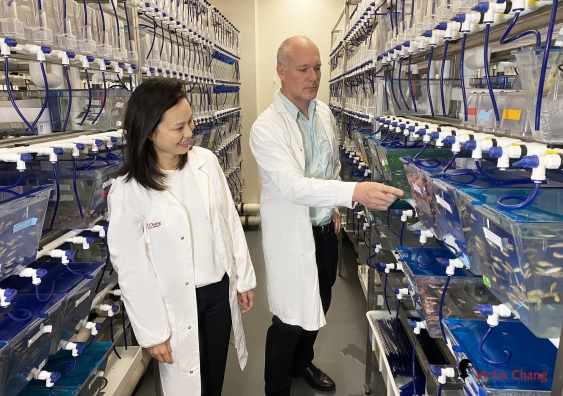 Dr Emily Wong and Associate Professor Mathias Francois. Photo: Victor Chang Cardiac Research Institute