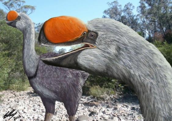 Dromornis murrayi, a newly discovered distant relative of the duck, reached 1.5 metres high and weighed up to 250 kilograms. Image: Brian Choo/ Flinders University