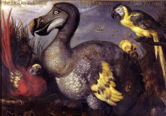 One of the most famous paintings of a Dodo, by Roelant Savery in the late 1620s. Image: wikimedia