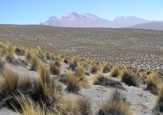 A dryland site in Peru that was sampled. Credit: D.Eldridge et al