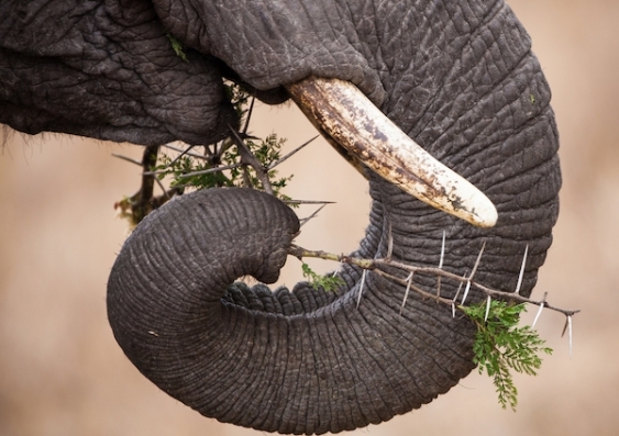Nature - including an elephant's trunk - inspired the creation of a new soft fabric robotic gripper by a team of UNSW Engineering researchers, led by Dr Thanh Nho Do, Scientia Lecturer and UNSW Medical Robotics Lab director. Photo: Shutterstock