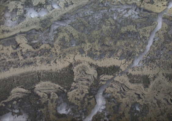 Photomicrograph of pyritized stromatolites from the 3.5 billion-year-old Dresser Formation. The stromatolites are delineated by pyrite, also known as fool's gold.