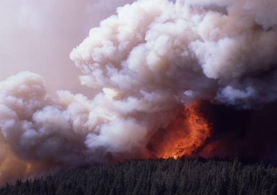A firestorm on Mirror Plateaun Yellowstone Park, 1988. Jim Peaco/US National Park Service
