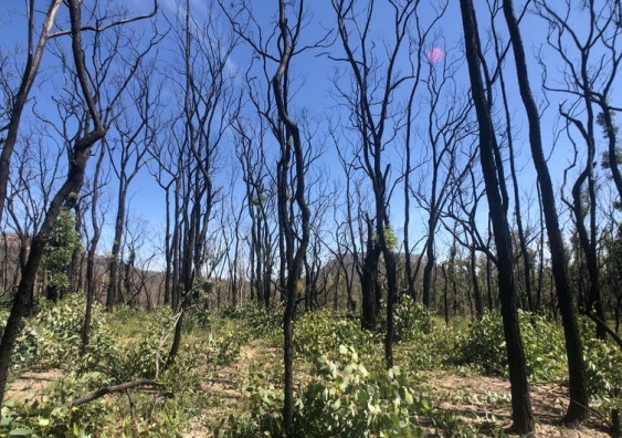 One year following the 2019/20 fires, this forest has been slow to recover. Photo: Rachael Nolan CC BY-NC-ND
