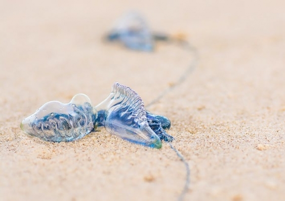 The direction a beach faces, relative to wind direction, largely determines how many bluebottles are pushed to shore. Photo: Shutterstock