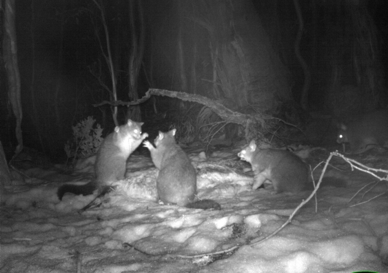Brushtail possums were caught on camera eating the flesh of a dead kangaroo. Photo: James Vandersteen/University of Sydney, Author provided