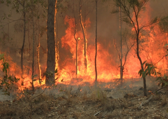 A bushfire in Queensland CC BY-SA 3.0
