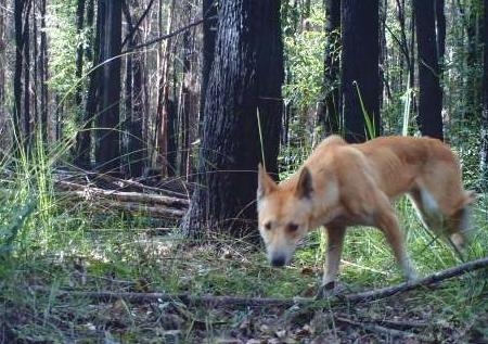 A dingo in the NSW bush. Image: Charlotte Mills