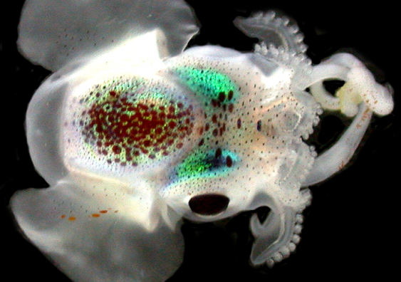Iridoteuthis merlini are "the bright sparks of the sea" and are "uniquely intelligent". Photo: Karen Gowlett-Holmes, CSIRO.