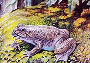 An artist’s impression of the gastric-brooding frog. Artwork: Peter Schouten