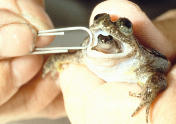 A Gastric-brooding Frog giving birth via its mouth. Photo: Professor Mike Tyler, University of Adelaide