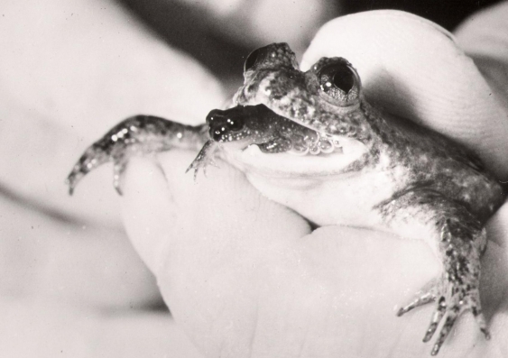 A gastric-brooding frog. Credit: Professor Mike Tyler, University of Adelaide