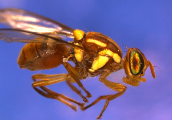 One of the true fruit fly species sequenced, Bactrocera jarvisi