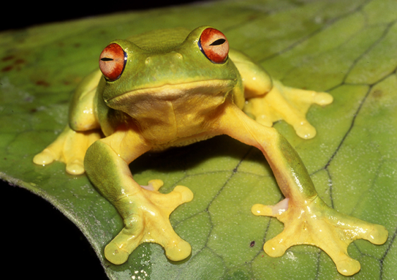 An Australian red-eyed tree frog. Photo: Getty Images