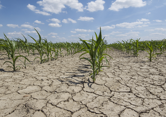 Models can’t come close to capturing the upheavals climate change could cause in markets fundamental to human life, such as agriculture. Photo: Getty Images