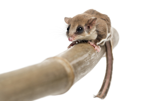 Feather-tailed possums in Australia developed gliding to adapt to forests that began to spread out. This is the modern day descendant, Acrobates pygmaeus. Photo: Getty Images