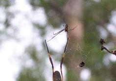 A golden orb web spider. Image: Michael Kasumovic