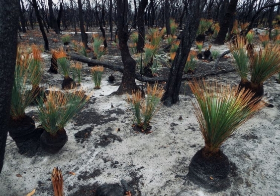 Regrowth after bushfires. Picture: hamiltonphillipa/iNaturalist