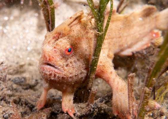There are just two small areas near Hobart where the red handfish is known to still live. Photo: John Turnbull, Author provided.