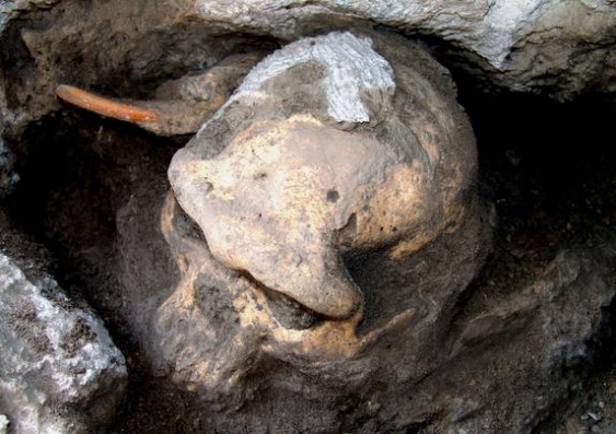 The Dmanisi D4500 Homo cranium: Georgian National Museum