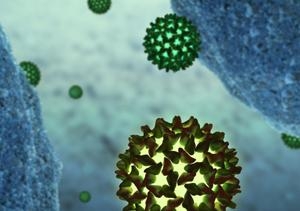 Hepatitis B virus in between human cells