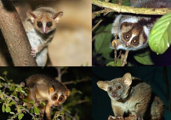 Four species of Strepsirrhine primates. Wikimedia Commons, CC BY-SA