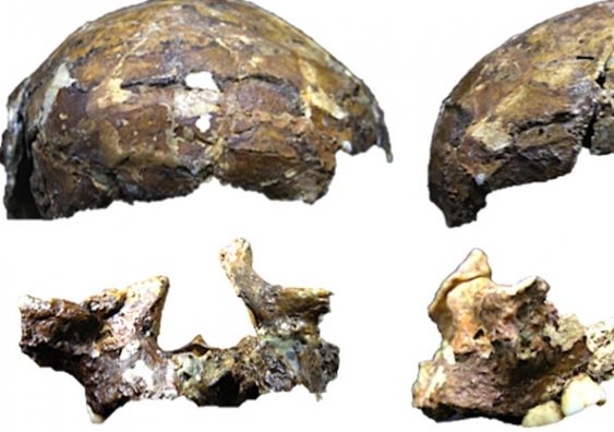 The 37,000 year old Deep Skull from Niah Cave in Borneo is the oldest modern human skeleton found in island Southeast Asia. Darren Curnoe, Author provided