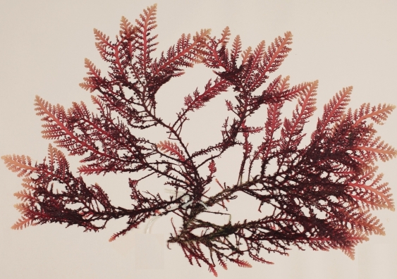 Herbarium specimen of marine red algae (Laurnecia brongniartii), a seaweed found in Australian tropical and subtroplcal waters. Photo: Royal Botanic Garden and Domain Trust.