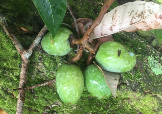 Nangai, a fruit found in Vanuatu used by Indigenous peoples in Vanuatu and the Solomon Islands, is sought by cosmetic companies for its oil. Photo: Daniel Robinson