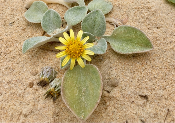 The beach daisy (Arctotheca populifolia) was introduced to Australian beaches in the 1930s. Image: Claire Brandenburger