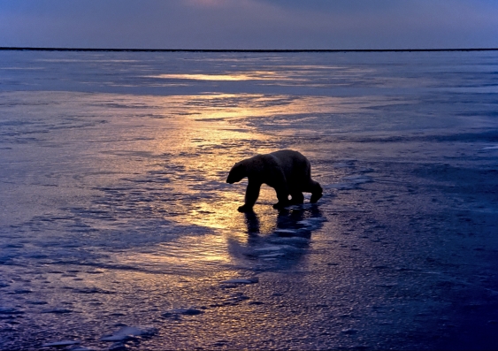 Polar bear. Image: iStock