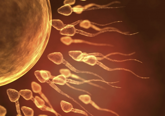 My research investigates how a male’s environment influences his sperm quality. Image: iStock