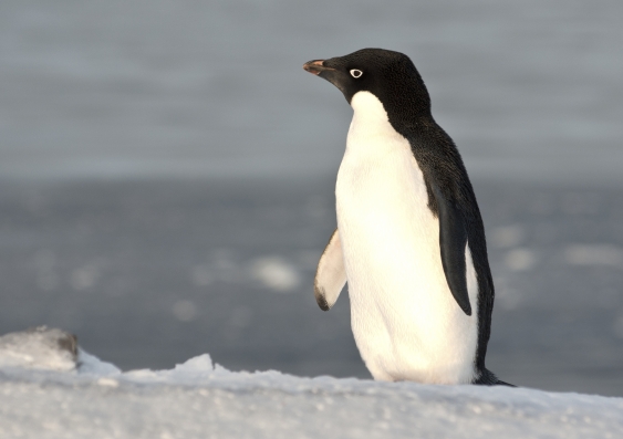 Adélie penguin. Image: iStock