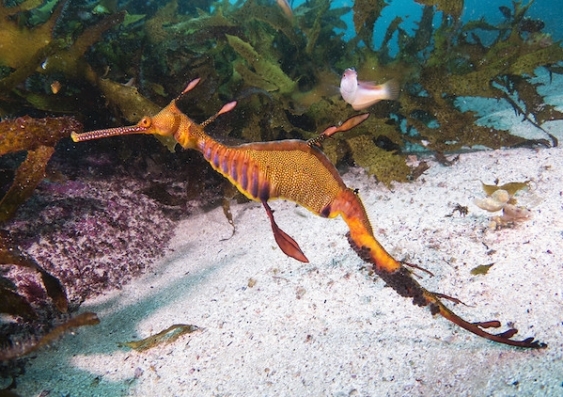 An example of the amazing sea life which UNSW Science researcher John Turnbull encountered during his research of marine areas along Australia's Great Southern Reef. Pictured, the Phyllopteryx taeniolatus, also known as the Weedy seadragon. Photo: John Turnbull