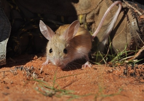 The unassuming dusky hopping mouse. Ben Moore