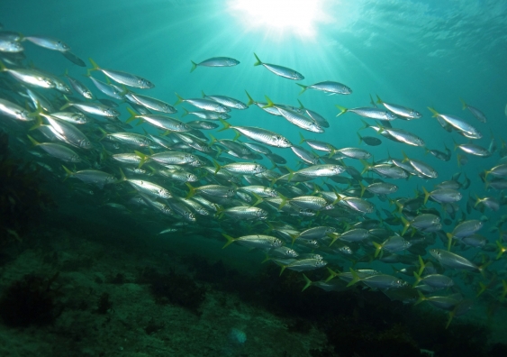 Yellowtail scad are an example of the baitfish found in abundance around the artificial reefs surveyed by UNSW researchers. Photo: John Turnbull.