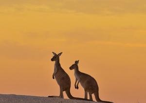 Australia's iconic kangaroos (Credit: Getty images)